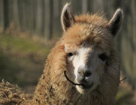 Free photo: Lama - Animal, Camel, Wild - Free Download - Jooinn