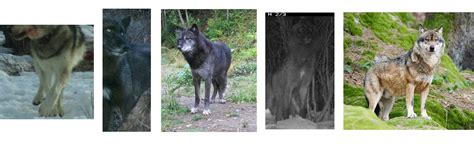 Identifying Denali's Wolves (U.S. National Park Service)