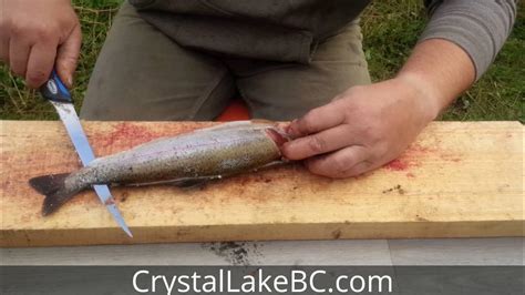 How to Fillet Rainbow Trout (easy and in 30 seconds or less) - YouTube