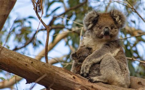 6 wildlife experiences you must do in South Australia | Australia Outback Yarns