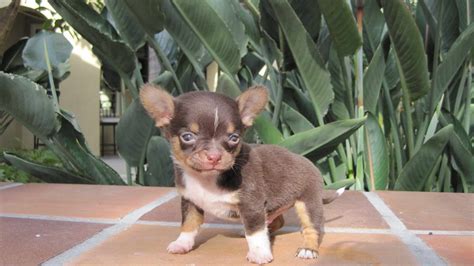 Chihuahua Puppies For Sale In Jacksonville Fl