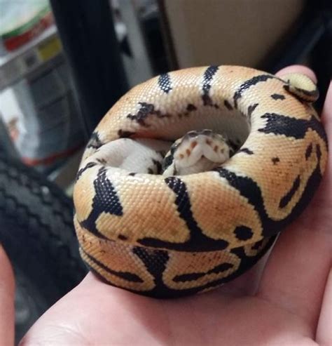 Pastel Ball Python Morphs (10 Extraordinary Photos + Info)