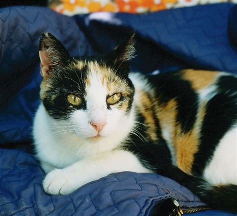 Maryland State Cat: Calico Cat (Felis catus) | Calico cat, Cats, Cute cats