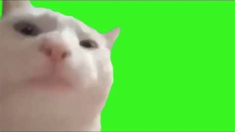 80 Vibing Cat Dancing Cat Meme Gif