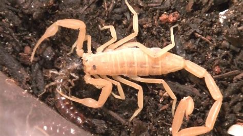 Scorpion Eating an Earwig - YouTube