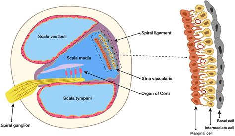 Frontiers | Role of the Stria Vascularis in the Pathogenesis of ...