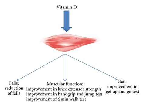 Clinical effects of vitamin D on muscles gait and falls. | Download Scientific Diagram