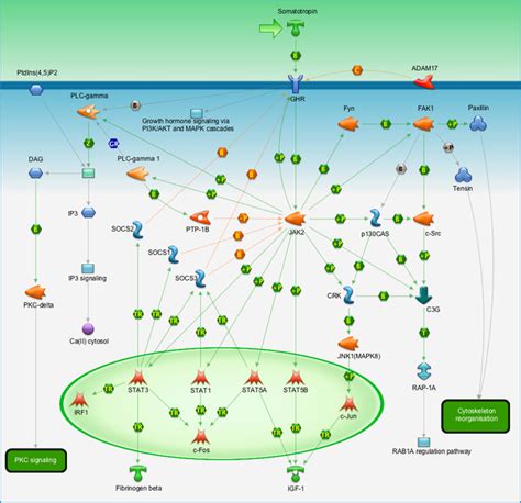 Development - Growth hormone signaling via STATs and PLC/IP3 Pathway Map - PrimePCR | Life ...