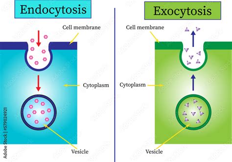 Endocytosis Vs Exocytosis Venn Diagram Drivenheisenberg