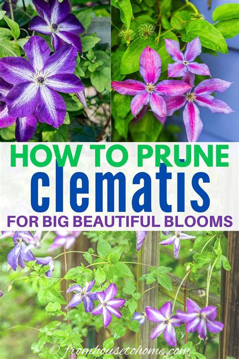 how to prune clematis for big beautiful blooms in your garden or yard