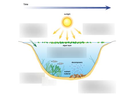 Eutrophication - diagram Diagram | Quizlet