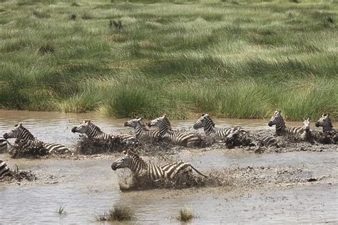 Grants Zebra herd crossing a river Serengeti NP Tanzania