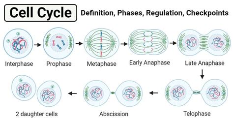 What Are the Events of the Cell Cycle - PhoenixkruwDawson