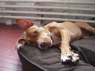 Cutest Pit Bull | Becky Stern | Flickr