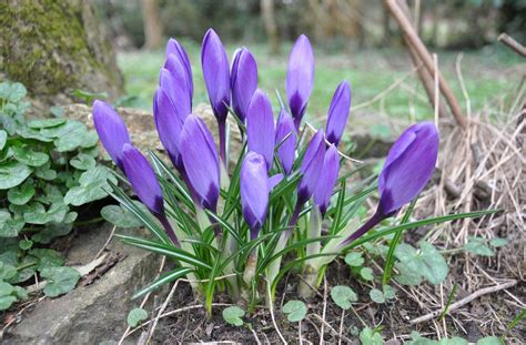 Purple Crocus Free Photo Download | FreeImages