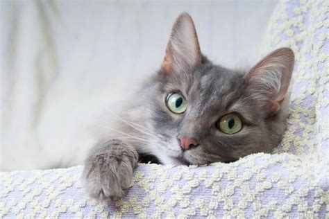 All About Cat Panting | Great Pet Care