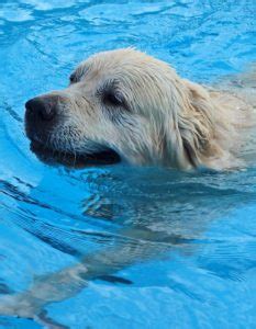 Top 8 Best Dog Pool Ramps, Steps & Ladders for Above Ground Pools!