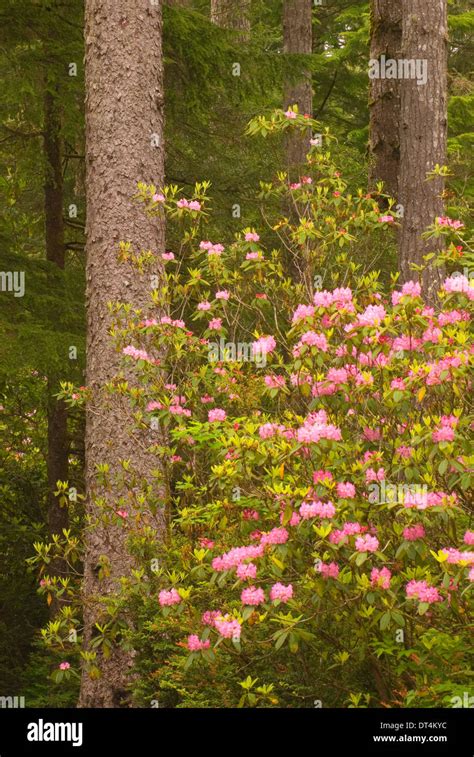 Pacific rhododendron (Rhododendron macrophyllum), Oregon Dunes National ...