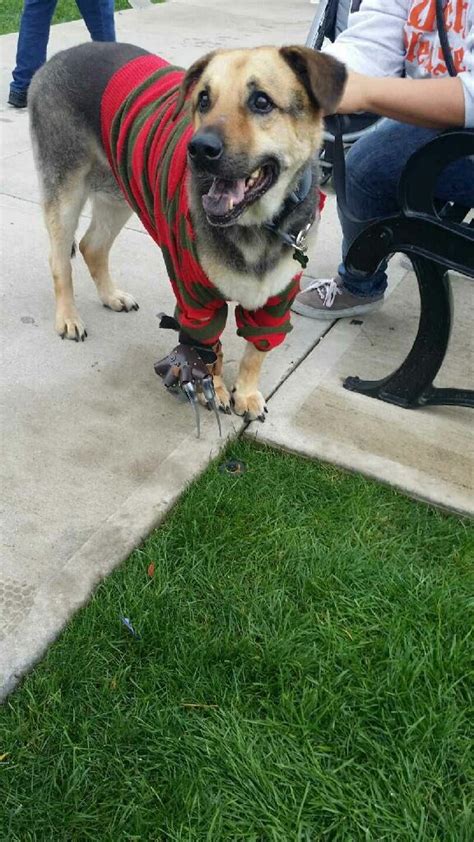 DIY Freddy Krueger Costume for Dogs - Costume Yeti | Freddy krueger ...