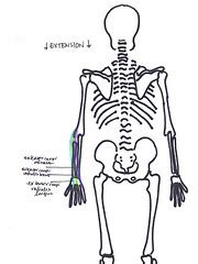 alla Poppy: Movement and Muscles at the Wrist flexion and extension