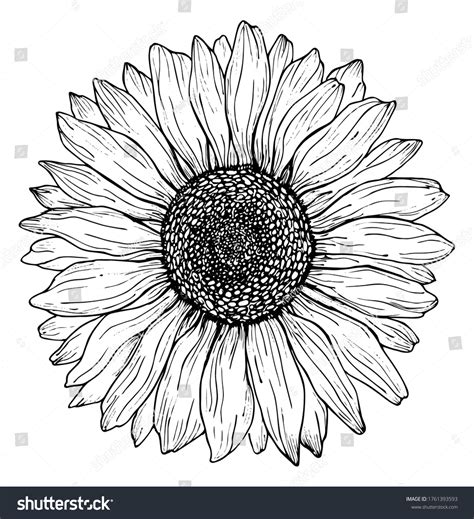 Black Outline Sunflower Line Art Isolated Stock Vector (Royalty Free ...