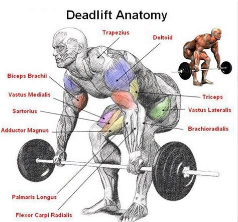 The Benefits of Compound Exercises | Deadlift, Exercise, Muscle anatomy