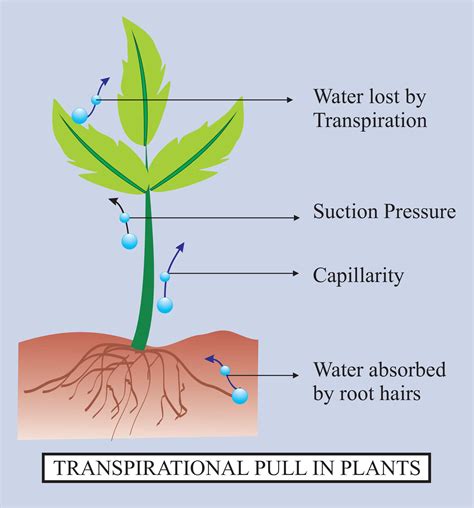 Transpiration Pull