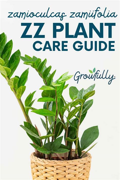 How to Care for a ZZ Plant (Zamioculcas Zamiifolia) - Growfully