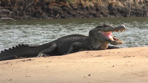 Black Caiman Facts, Weight, Habitat, Diet, Lifespan, Pictures