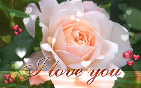 Funny Pictures Gallery: Love roses wallpapers, love rose flower ...