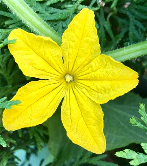 Cucumber flower | Cucumber flower, Plant leaves, Plants