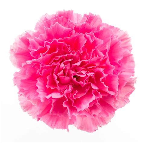 The Lovely Carnation - January's Birth Flower - Cascade Floral Wholesale