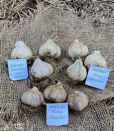 Garlic Varieties: Choosing the Types of Garlic to Grow in Your Garden