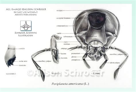 American cockroach dissection - Schroeer Scientific Illustration