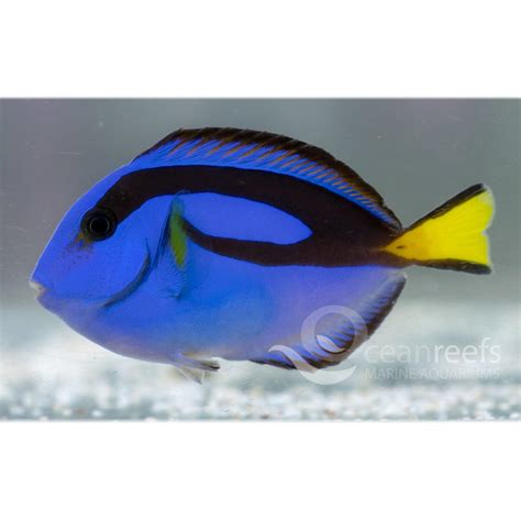 Blue Tang | Ocean Reefs Marine Aquariums