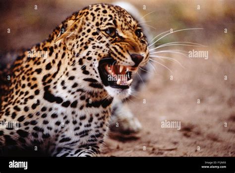 Leopard Snarling Stock Photo - Alamy