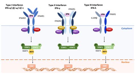 Vaccines | Free Full-Text | Interferon-Based Biopharmaceuticals ...