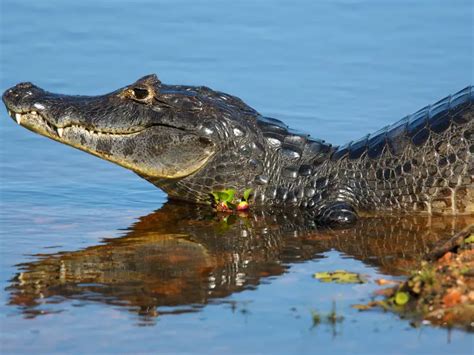 Caiman Crocodile: Care Guide & Species Profile - Everything Reptiles