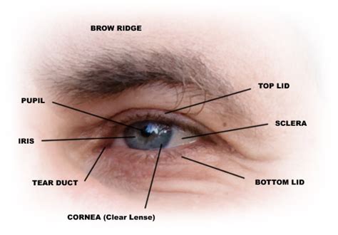 How to Draw Eyes – Structure – Stan Prokopenko