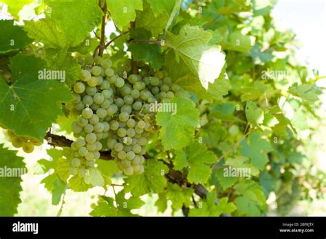 grapes on Vineyards under Palava. Czech Republic - South Moravian Region wine region Stock Photo ...