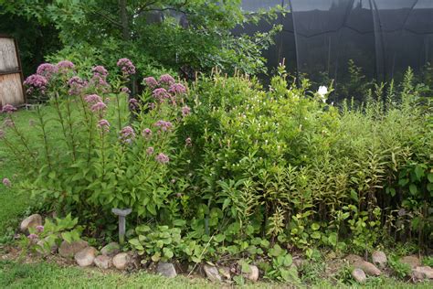 Rain Garden Plants Illinois | Fasci Garden