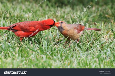 Male Cardinal Feeding Female Stock Photo 417958075 : Shutterstock