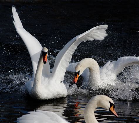 Swans reserve aggression for each other