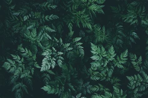 Free Images : background, nature, green leaves, darkness, dark green, botanic, botany, texture ...