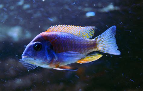 Aulonocara Sp. Rubescens Rubescens starting to color up | Cichlids, Aquarium fish, Lake malawi