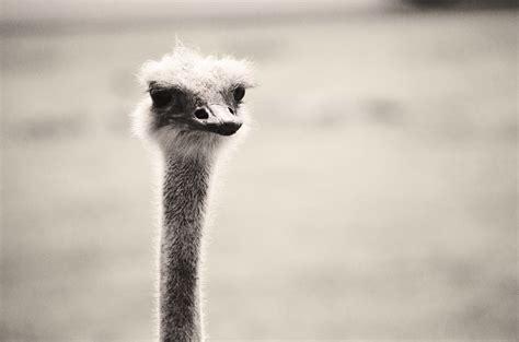 Ostrich | African Lion Safari | Boris Kasimov | Flickr