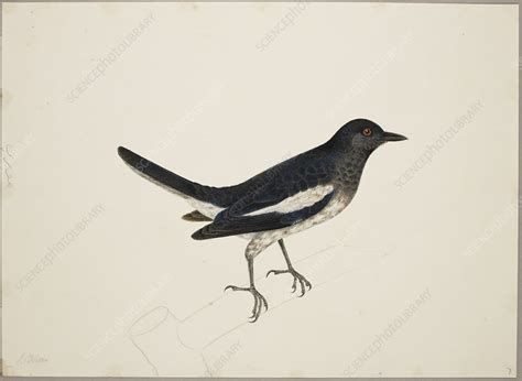 Magpie-Robin - Stock Image - C018/1344 - Science Photo Library