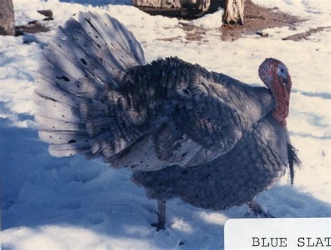 Blue Slate Turkey - Turkey Poults for Sale | Cackle Hatchery®