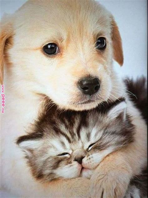 6 Tips if You Keeping Your Lovely Dog and Cats Dogs and cats are among the most popular pets ...