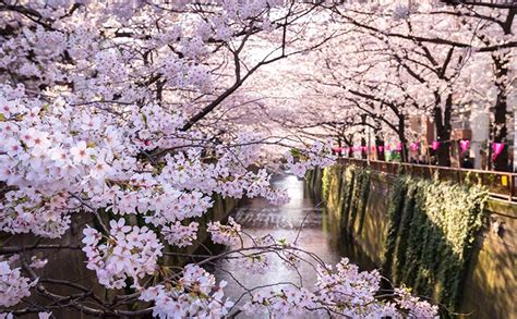 Les cerisiers en fleurs au Japon : où les admirer ? | Asia.fr